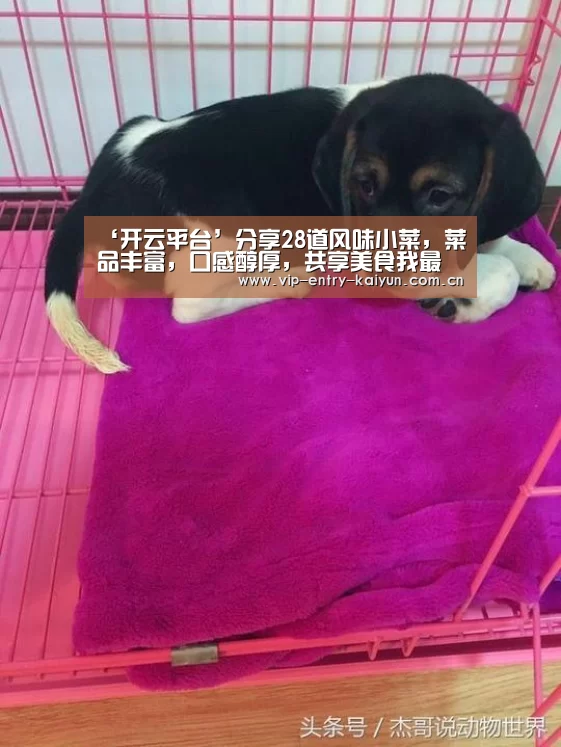 ‘开云平台’分享28道风味小菜，菜品丰富，口感醇厚，共享美食我最快乐